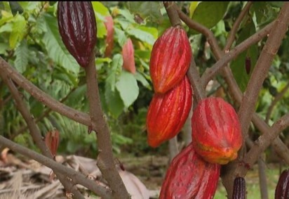Nesta época de Páscoa, o cacau é uma estrela entre as frutas, já que serve de base para a produção de chocolate. -  (crédito: Reprodução TV Globo)