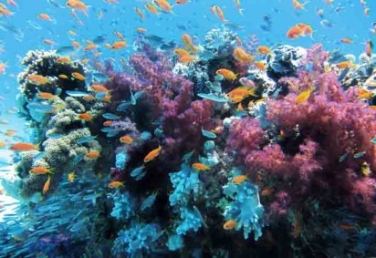 Uma pesquisa recente, publicada por cientistas do Brasil, Itália, Alemanha e dos Estados Unidos na Revista Nature, revelou que a costa brasileira abriga um dos maiores sistemas de corais do mundo! -  (crédito: Imagem de Lisa por Pixabay)