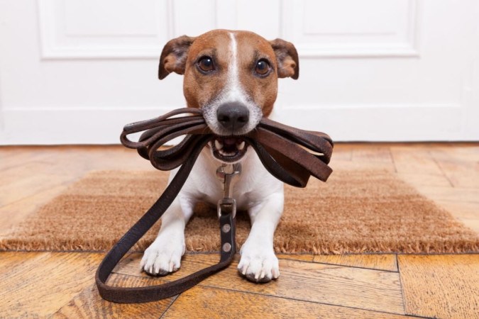 A coleira e a guia são importantes para garantir a segurança do cachorro em passeios (Imagem: Javier Brosch | Shutterstock) -  (crédito: EdiCase - Pets -> Revista do CB)