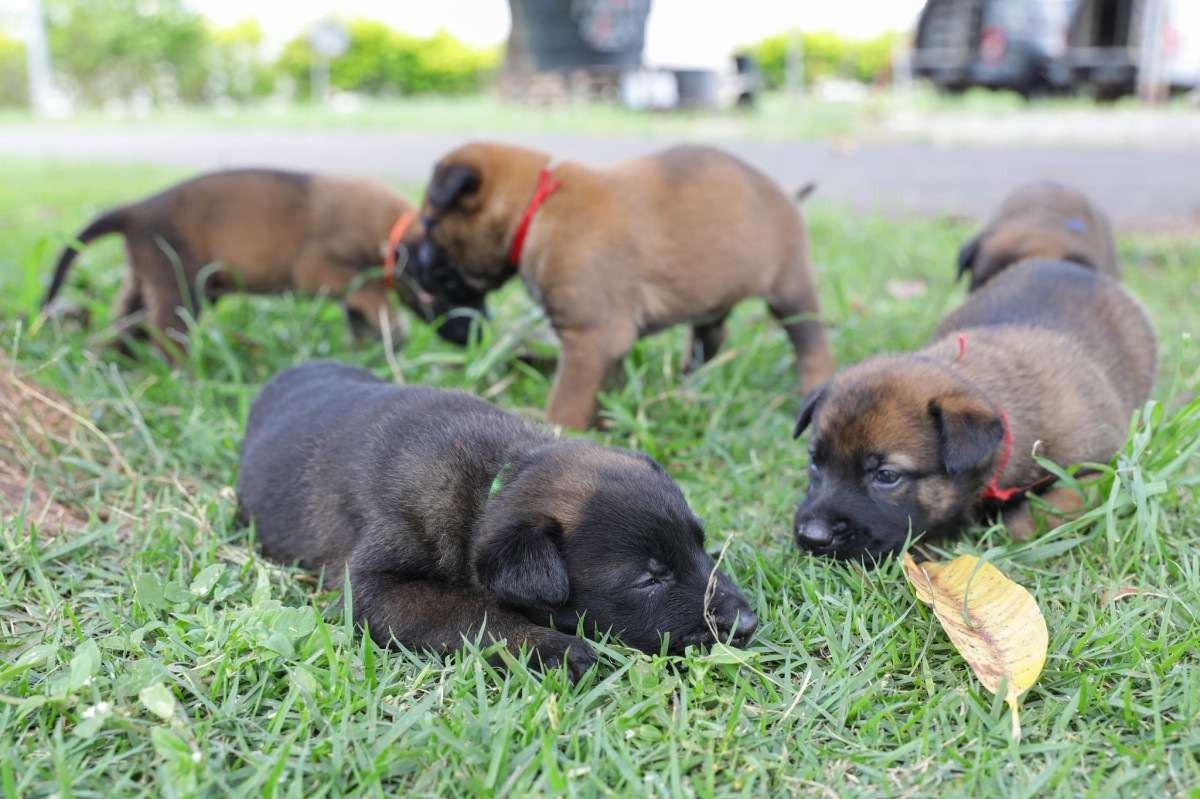 PMDF apresenta nova ninhada de cães para treinamento 