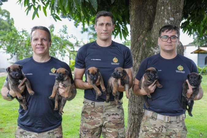 PMDF apresenta nova ninhada de cães para treinamento - (crédito: Geovana Albuquerque / Agência Brasília) PMDF apresenta nova ninhada de cães para treinamento - (crédito: Geovana Albuquerque / Agência Brasília)