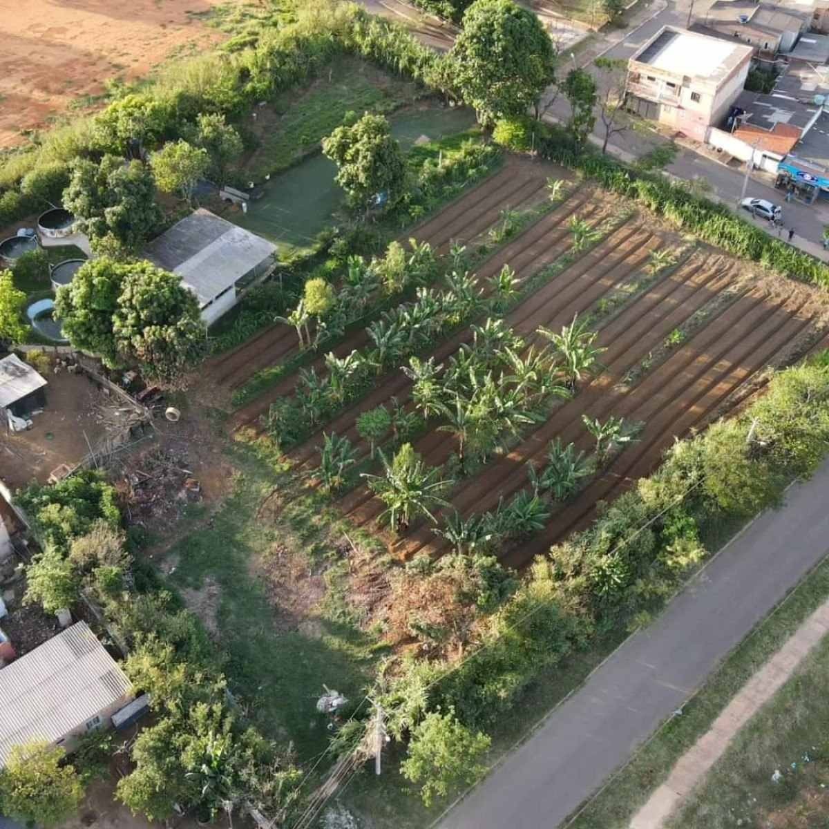 Imagem aérea da Horta Girassol, no Morro Azul 