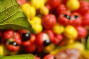 Fechando o trio brasileiro, o guaraná obteve nota 3,9. Também originário da região amazônica, ele é mundialmente famoso pelo uso na indústria de bebidas e suplementos -  (crédito: Raquel Cunha/flickr)