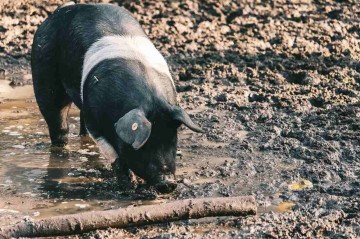 Cidade do Paraná faz estrume de porco virar energia elétrica - Freepik
