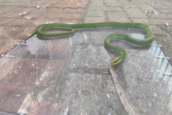 Após a captura, a cobra foi solta em uma mata distante de residências -  (crédito: DivulgaÃ§Ã£o/Corpo de Bombeiros de Santa Catarina)