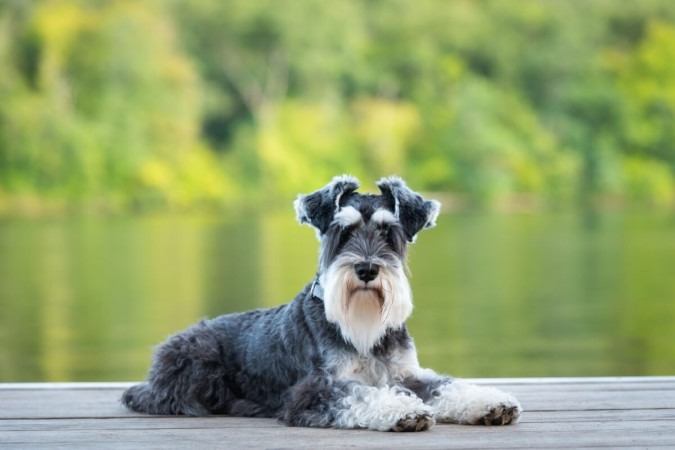 O schnauzer, com sua aparência distintiva e lealdade inigualável, é um companheiro fiel (Imagem: Debra Anderson | Shutterstock) -  (crédito: EdiCase - Pets -> Revista do CB)