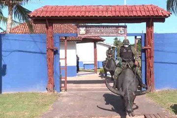 Policiamento com búfalos é atração turística na ilha de Marajó - Reprodução de vídeo R7