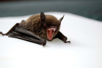 Morcego da espécie Artibeus lituratus é frutífera e não ataca seres vivos -  (crédito: Todd Cravens/Unsplash)