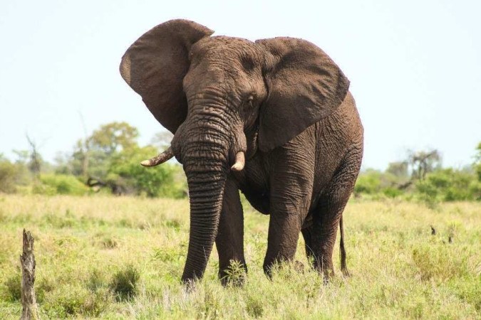 O momento em que o elefante persegue o jipe que transportava os turistas foi gravado por um dos passageiros -  (crédito: Reprodução/freepik)