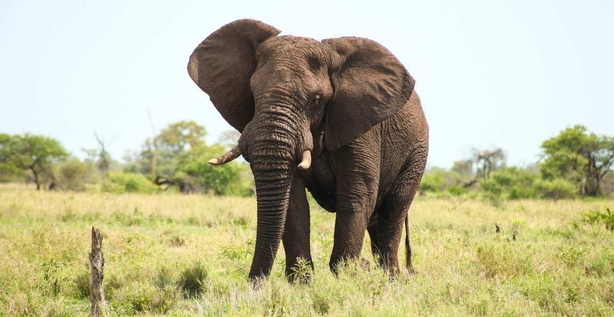 Turista é morta por elefante em Safári na África; veja