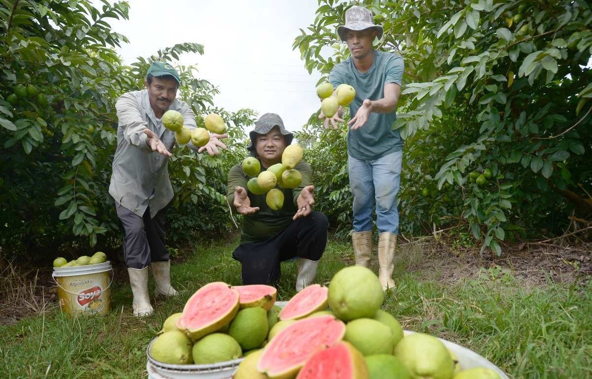 9ª Feira da Goiaba começa nesta sexta-feira (5/4), em Brazlândia