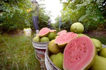 A produção da fruta atingiu 7,4 mil toneladas em 2025, gerando um Valor Bruto de Produção de R$ 38,5 milhões -  (crédito:  Ed Alves/CB/DA.Press)
