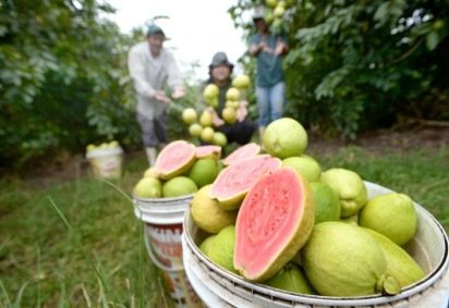 Próximo evento será a Feira da Goiaba, em abril -  (crédito:  Ed Alves/CB/DA.Press) -Próximo evento será a Feira da Goiaba, em abril -  (crédito:  Ed Alves/CB/DA.Press)