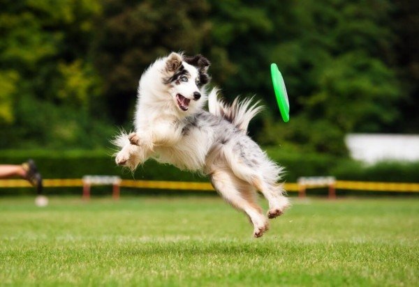 EdiCase - Pets -> Revista do CB