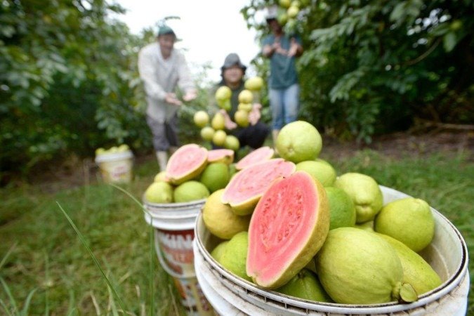 Próximo evento será a Feira da Goiaba, em abril -  (crédito:  Ed Alves/CB/DA.Press)