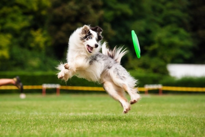 Alguns cães se destacam por sua energia e necessidade incessante de atividades (Imagem: Ksenia Raykova | Shutterstock) -  (crédito: EdiCase - Pets -> Revista do CB)