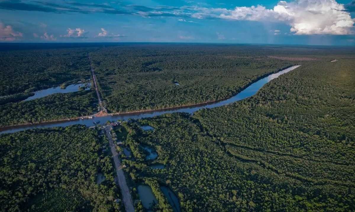 Brasil reduz em 36% perda de florestas em 2023, revela estudo