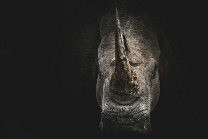Foto ilustrativa de um rinoceronte -  (crédito: Geranimo/Unsplash)