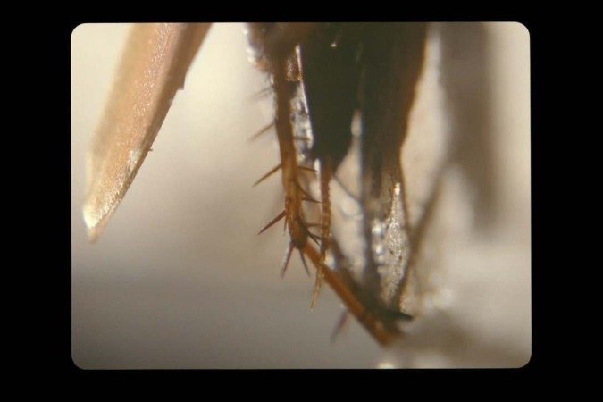 A barata estampa 
a telona: relação 
com a 
matéria