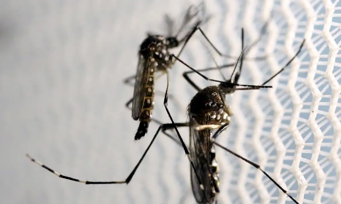 São Paulo já contabiliza 221 mortos em decorrência da dengue -  (crédito: EBC)