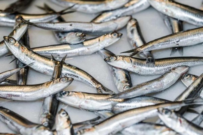 Pescados como a sardinha estão entre os recomendados pelos pesquisadores: com o preço acessível e ainda protegem o coração -  (crédito: Freepik)