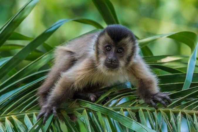 Macacos-prego sabem usar ferramentas, como as feitas de pedras, para obter alimentos e água -  (crédito: Getty Images)