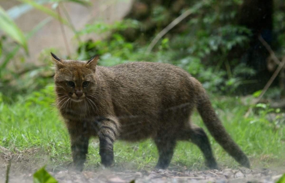 O gato-palheiro se parece muito com um gato comum. Palhaço é o único da espécie que vive no Zoológico de Brasília