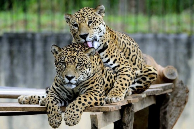 Zoológico de Brasília ficará aberto neste feriado -  (crédito:  Marcelo Ferreira/CB/D.A Press)