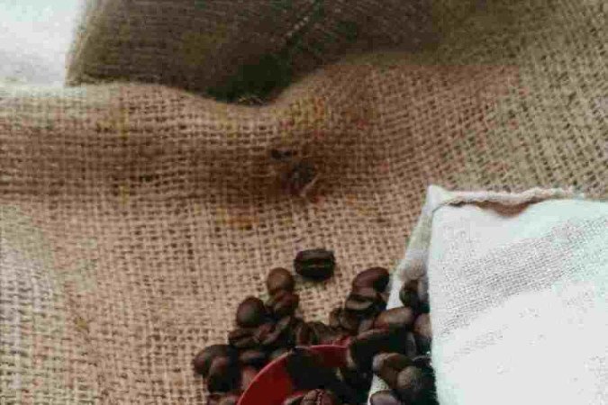 O brasil é o maior produtor de café do mundo e o segundo entre os consumidores. O grão está presente no cotidiano do brasileiro