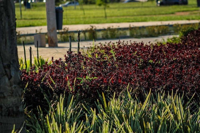16/04/2024 Crédito: Kayo Magalhães/CB/D.A Press. Cidades. Jardins de Brasília. Jardim Burle marx.