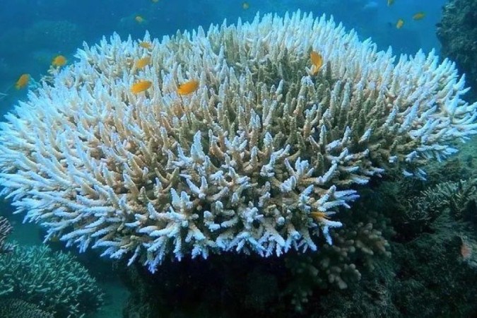 Cientistas, incluindo Jennifer McWhorter, monitoram os recifes de coral no mundo todo -  (crédito: BBC)