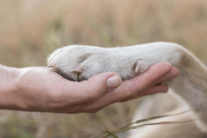 Amor, calma e cuidados permanentes são a melhor forma de auxiliar os animais na superação de traumas emocionais e físicos -  (crédito: Reprodução/Freepik)