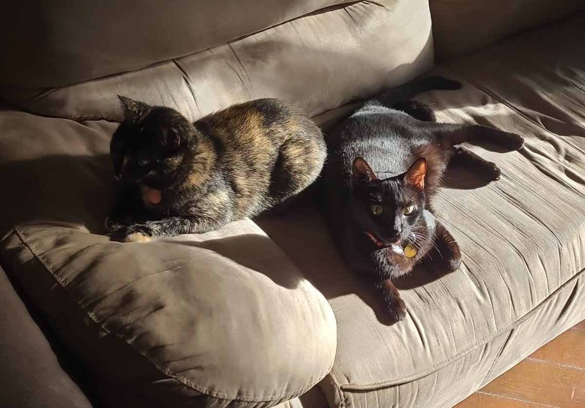 Bart (à direita) e Lisa hoje têm 7 anos 