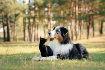 Alguns cuidados são importantes para fortalecer a imunidade dos animais (Imagem: dezy | Shutterstock) -  (crédito: EdiCase - Pets -> Revista do CB)