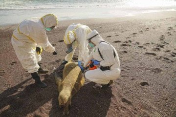 Centenas de leões-marinhos foram contaminados, colocando em alerta a Sociedade de Conservação da Vida Selvagem -  (crédito: AFP)
