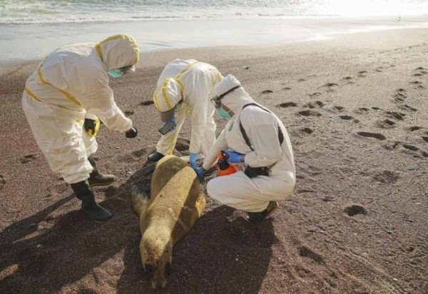 Centenas de leões-marinhos foram contaminados, colocando em alerta a Sociedade de Conservação da Vida Selvagem
