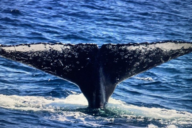 Jubartes começam a chegar e São Sebastião inicia ativação da temporada de baleias -  (crédito: Uai Turismo)