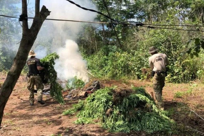PF destrói 7 mil pés de maconha em operação contra o plantio ilegal em terras indígenas no MA -  (crédito: Divulgação/PF)