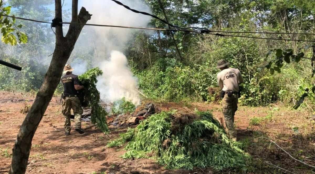 Operação da PF destrói 7 mil pés de maconha em áreas indígenas