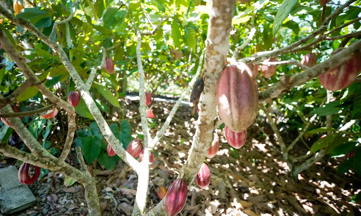 Produtoras de café e cacau contam como lidam com mudanças climáticas -  (crédito: EBC)