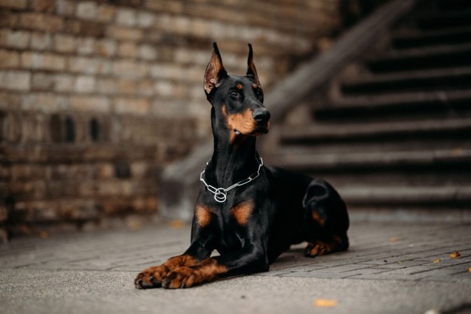 Os cachorros de grande porte precisam de alguns cuidados especiais devido ao seu tamanho (Imagem: Jelizaveta Karakaja | Shutterstock) -  (crédito: EdiCase - Pets -> Revista do CB)