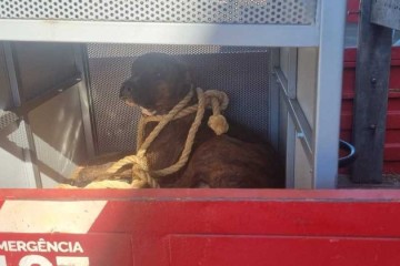O animal foi resgatado pelo Corpo de Bombeiros e será levado para uma ONG do município -  (crédito: Divulgação/CBMGO)