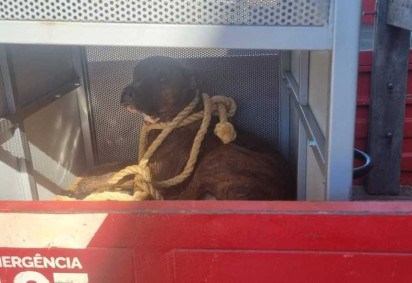O animal foi resgatado pelo Corpo de Bombeiros e será levado para uma ONG do município -  (crédito: Divulgação/CBMGO)