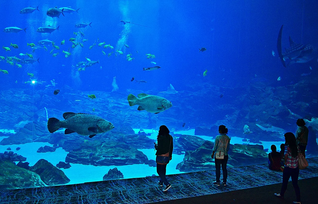 Os grandes aquários são estruturas para visitação pública que se tornam importantes atrações turísticas em diversas cidades pelo mundo.  -  (crédito: Imagem de Stephen Marc por Pixabay )
