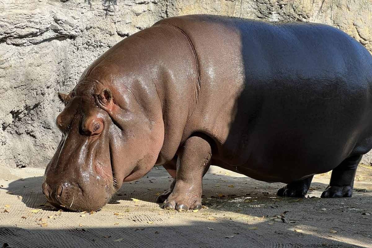 Hipopótamo saiu do México como macho e no Japão descobriu-se que era fêmea