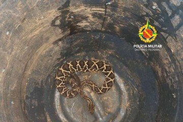 Cobra cascavel encontrada em geladeira de residência do Lago Sul  -  (crédito: Divulgação/PMDF)