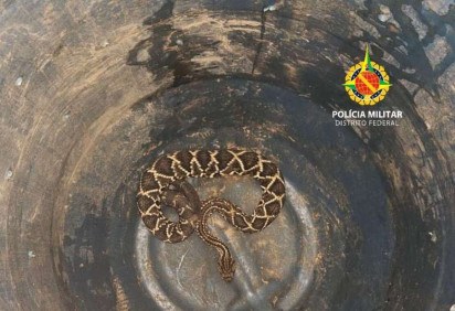 Cobra cascavel encontrada em geladeira de residência do Lago Sul  -  (crédito: Divulgação/PMDF)