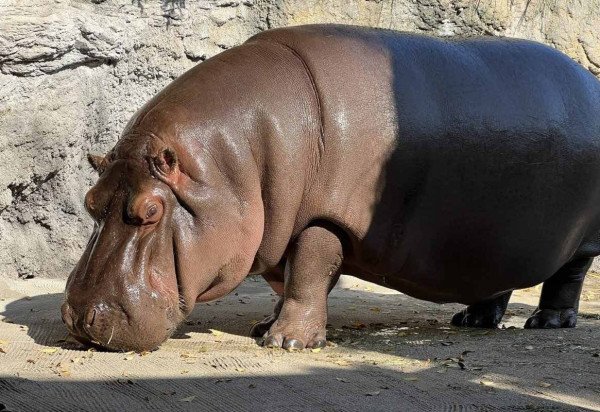 Handout / OSAKA TENNOJI ZOO / AFP