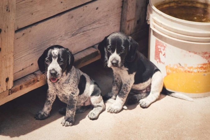  A closeup of two cute Auvergne pointer puppies -  (crédito: Freepik)