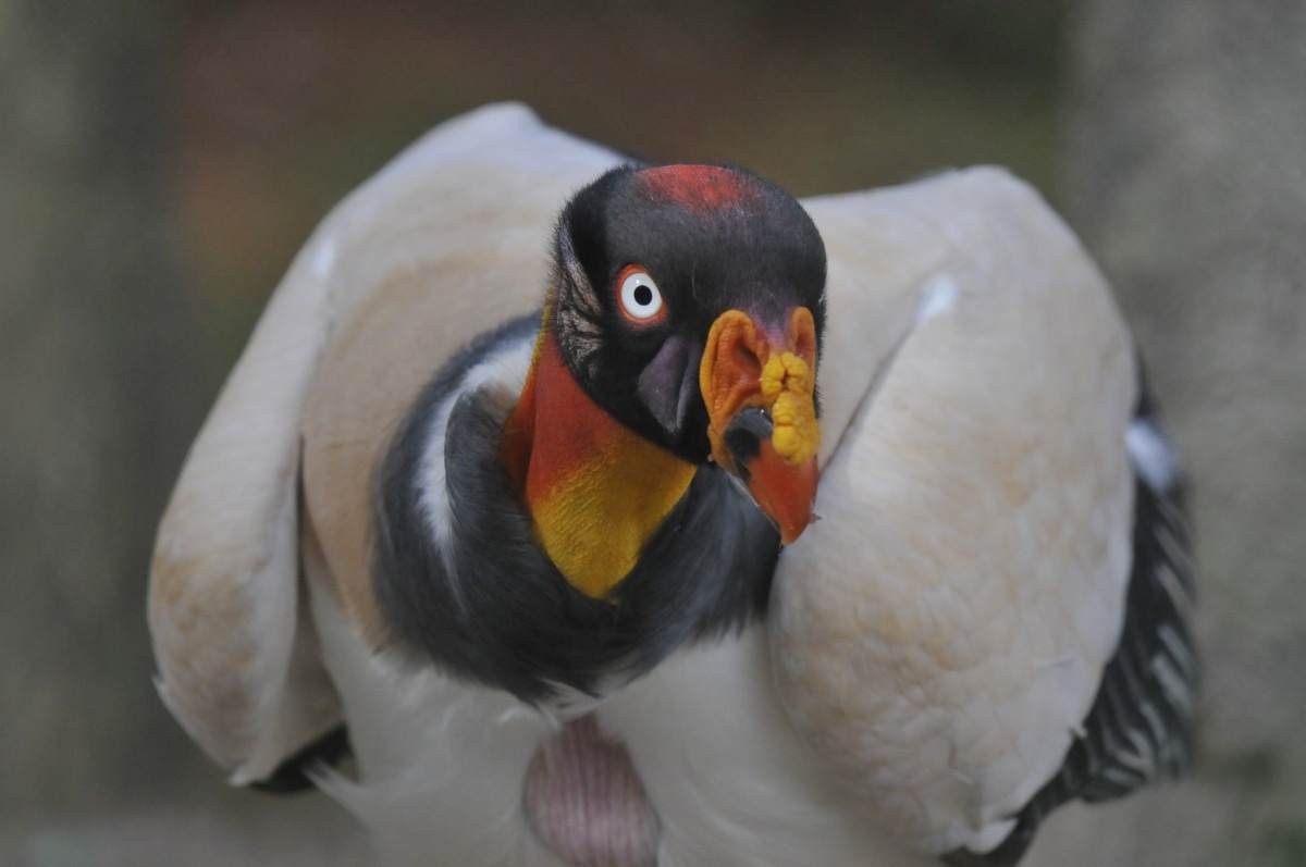 O urubu-rei são difíceis de serem avistados na natureza 